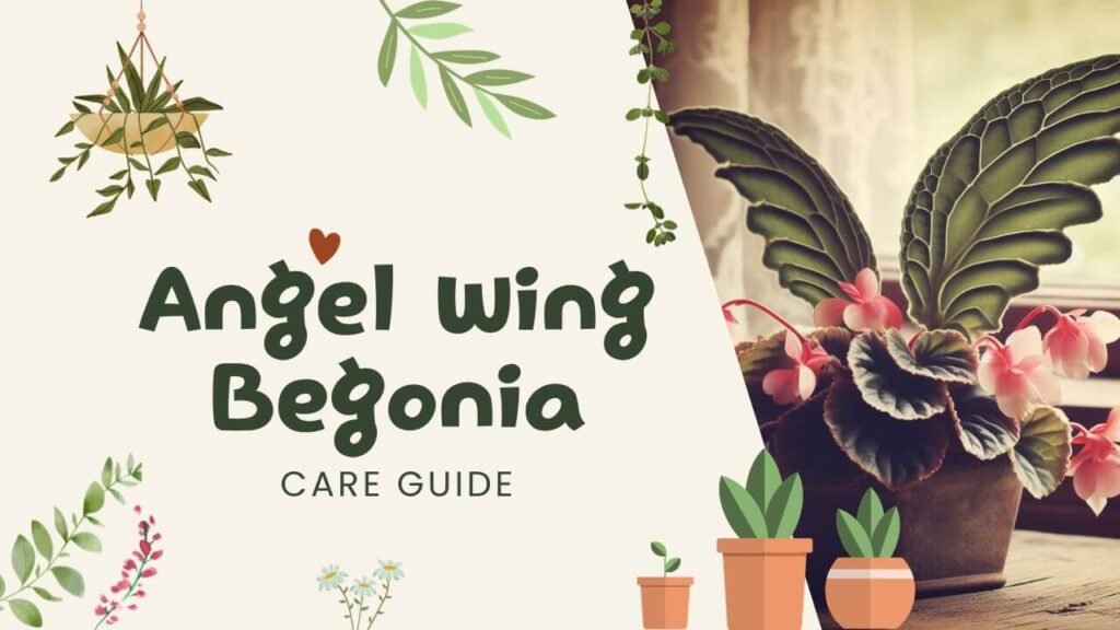 Begonia Dregei Care Go To Guide For Growing