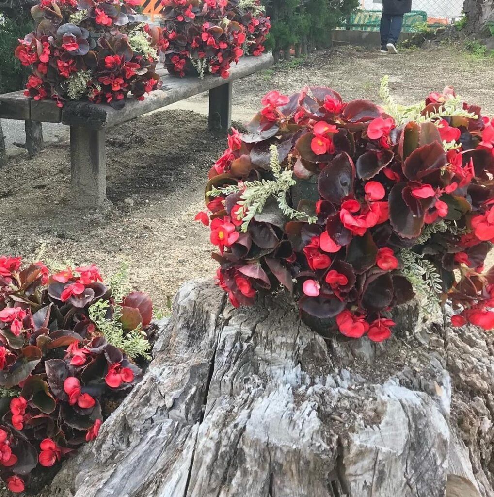 wax begonia (begonia semperflorens) plant
