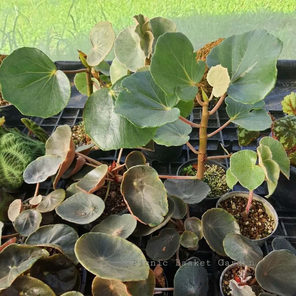 begonia venosa Instagram @picnicbasketgarden