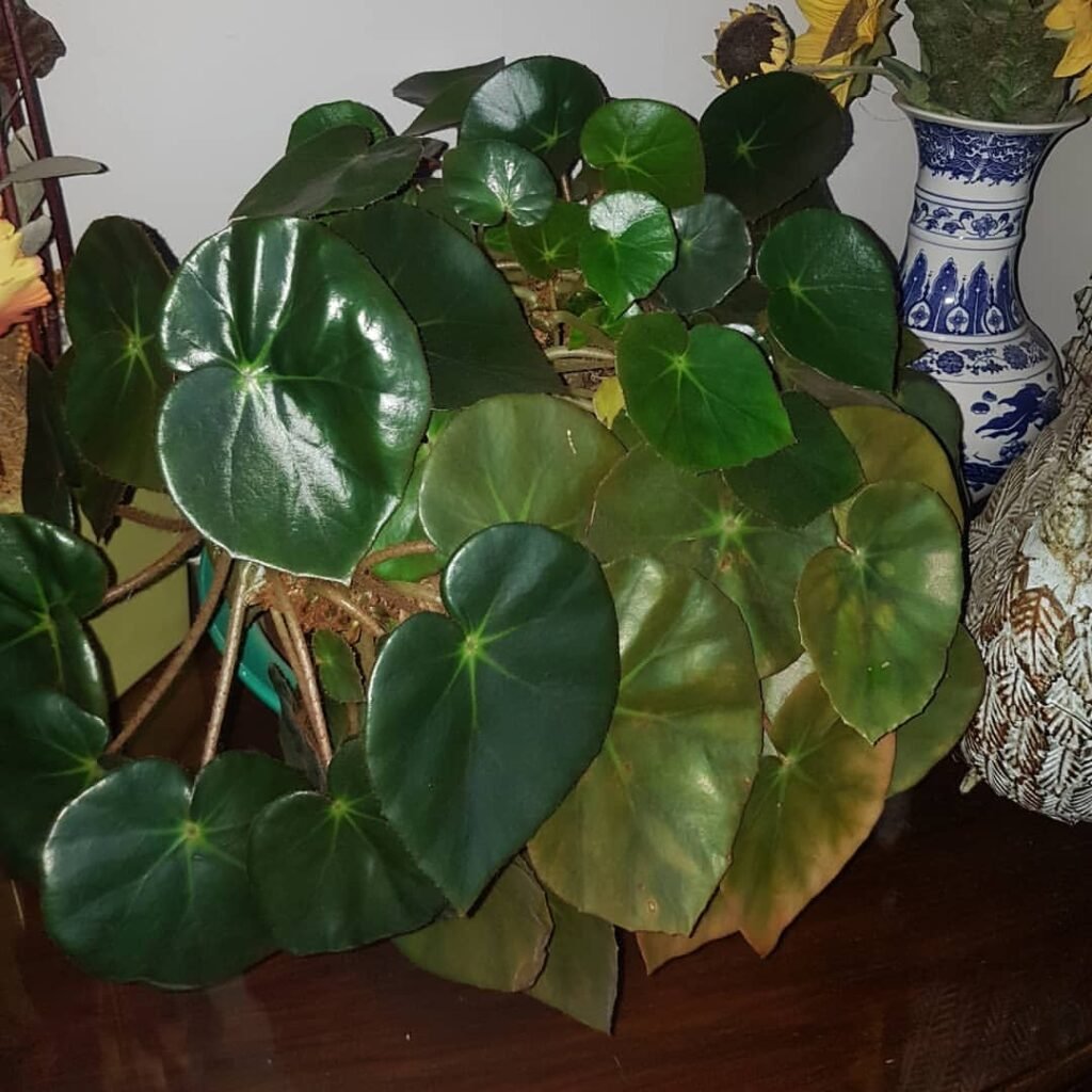 elephant ear begonia (Begonia scharffiana)