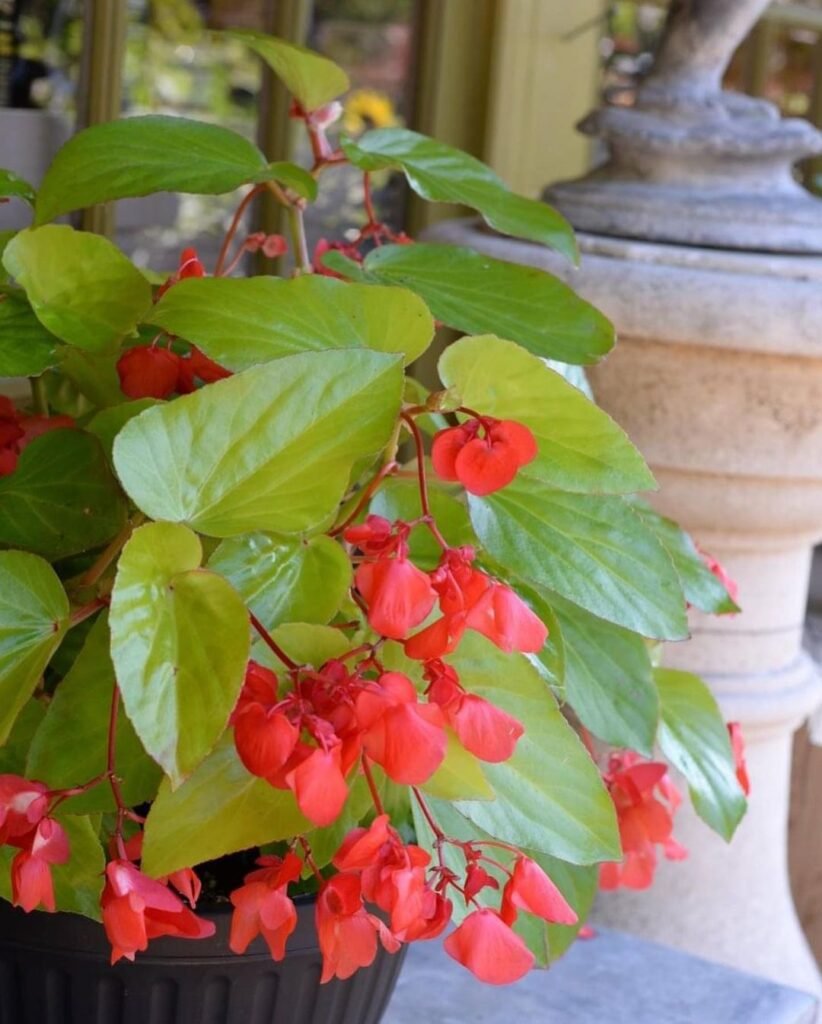 canary wing begonia Instagram @southlandsnurseryvancouver