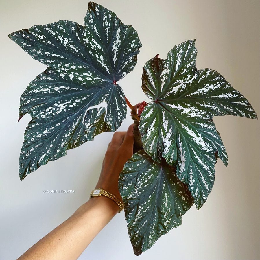 Begonia Aconitifolia Care: Growing Tips + Beautiful Photos