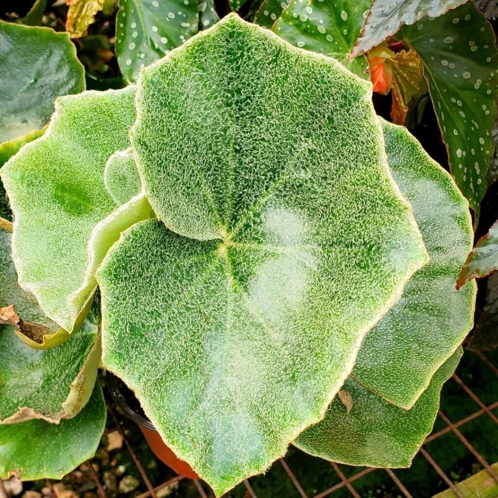 begonia venosa Instagram @stevesleavesinc