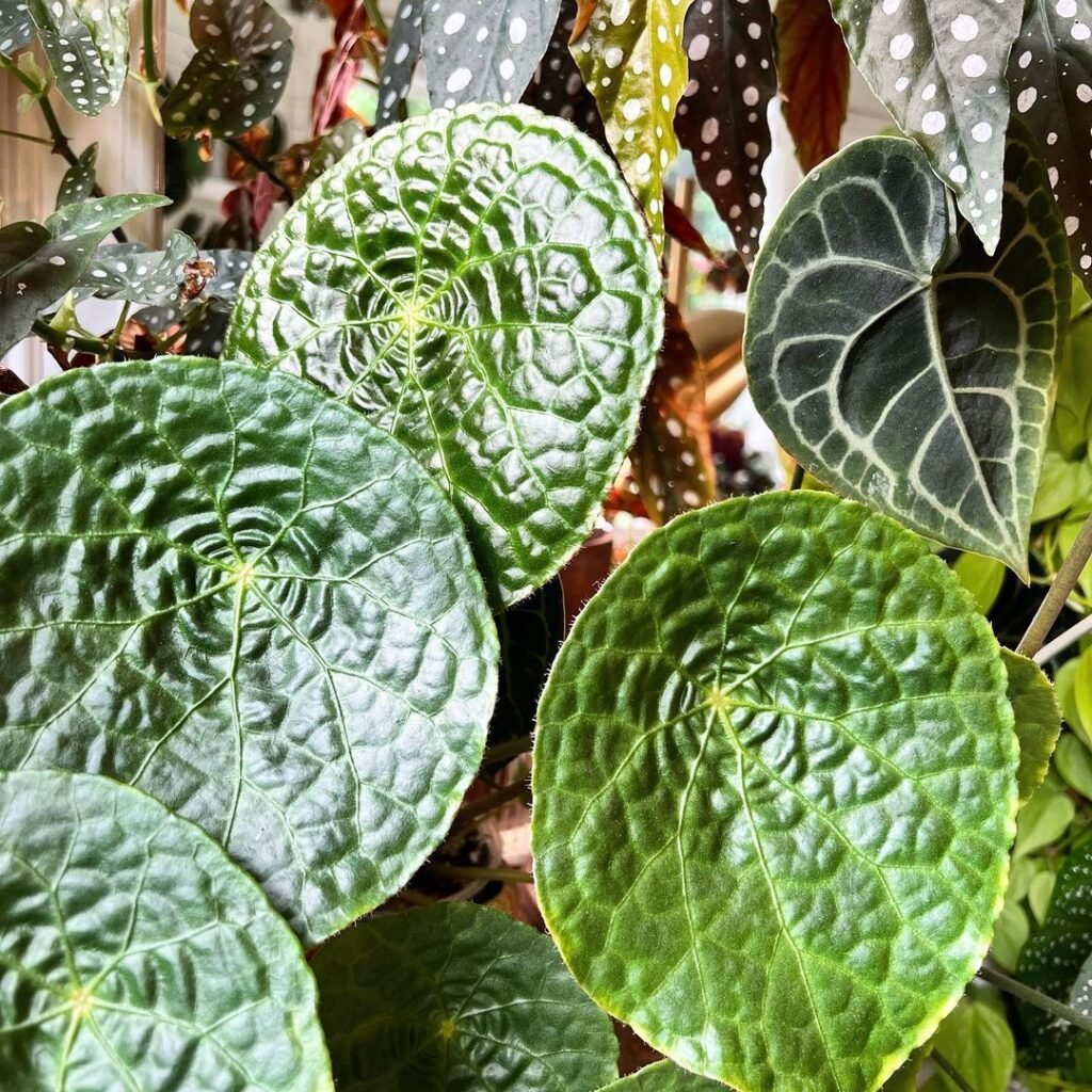 Begonia Natunaensis Instagram @amandaraewright