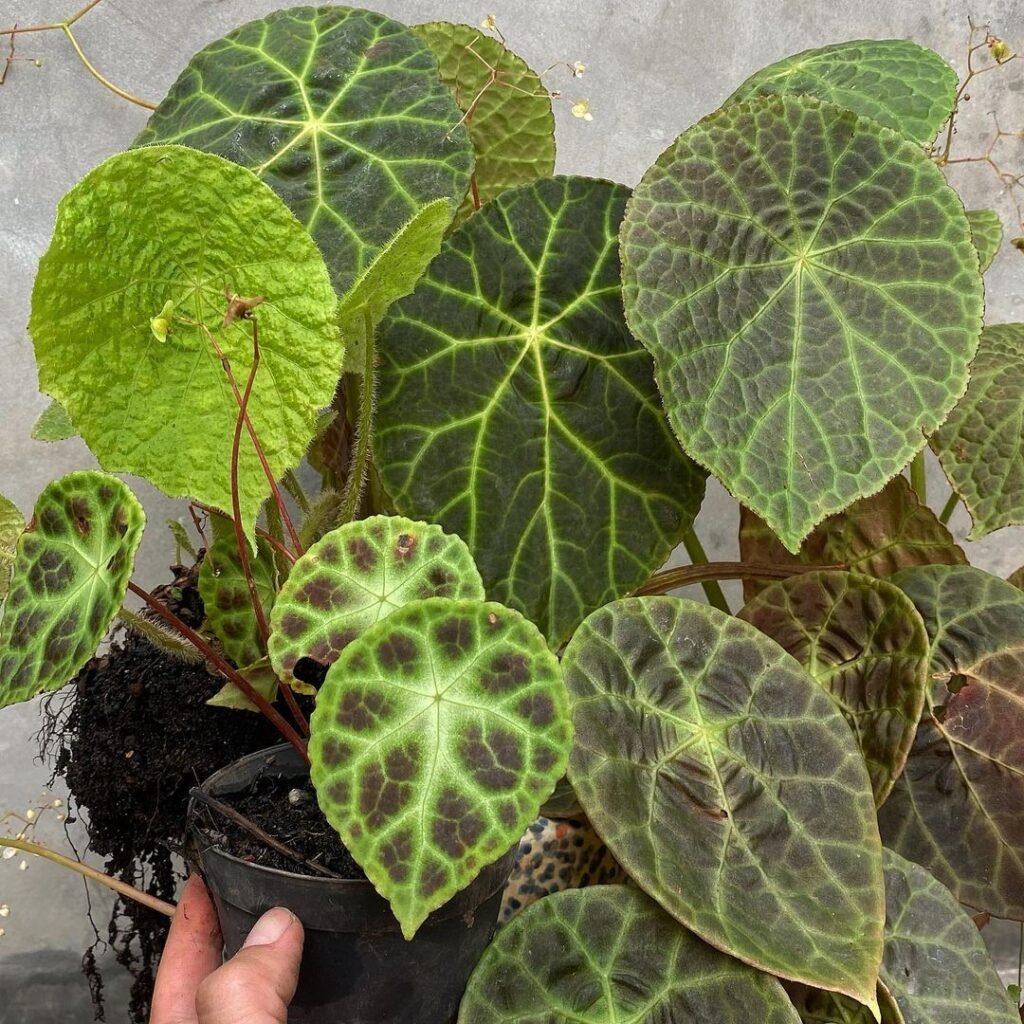 Begonia Natunaensis Care: Growing Guide With Photos🌱