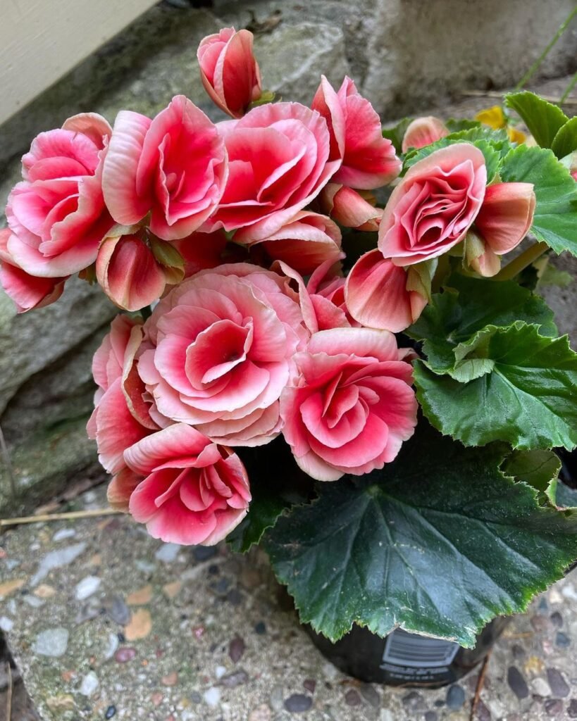 Rieger Begonias Common Problems: Keep Them Flourishing!