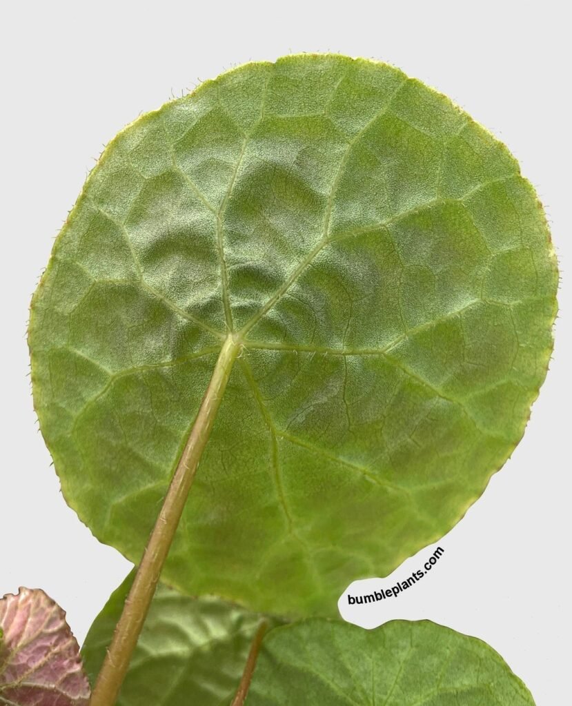 Begonia Natunaensis Instagram @bumble_plants 3
