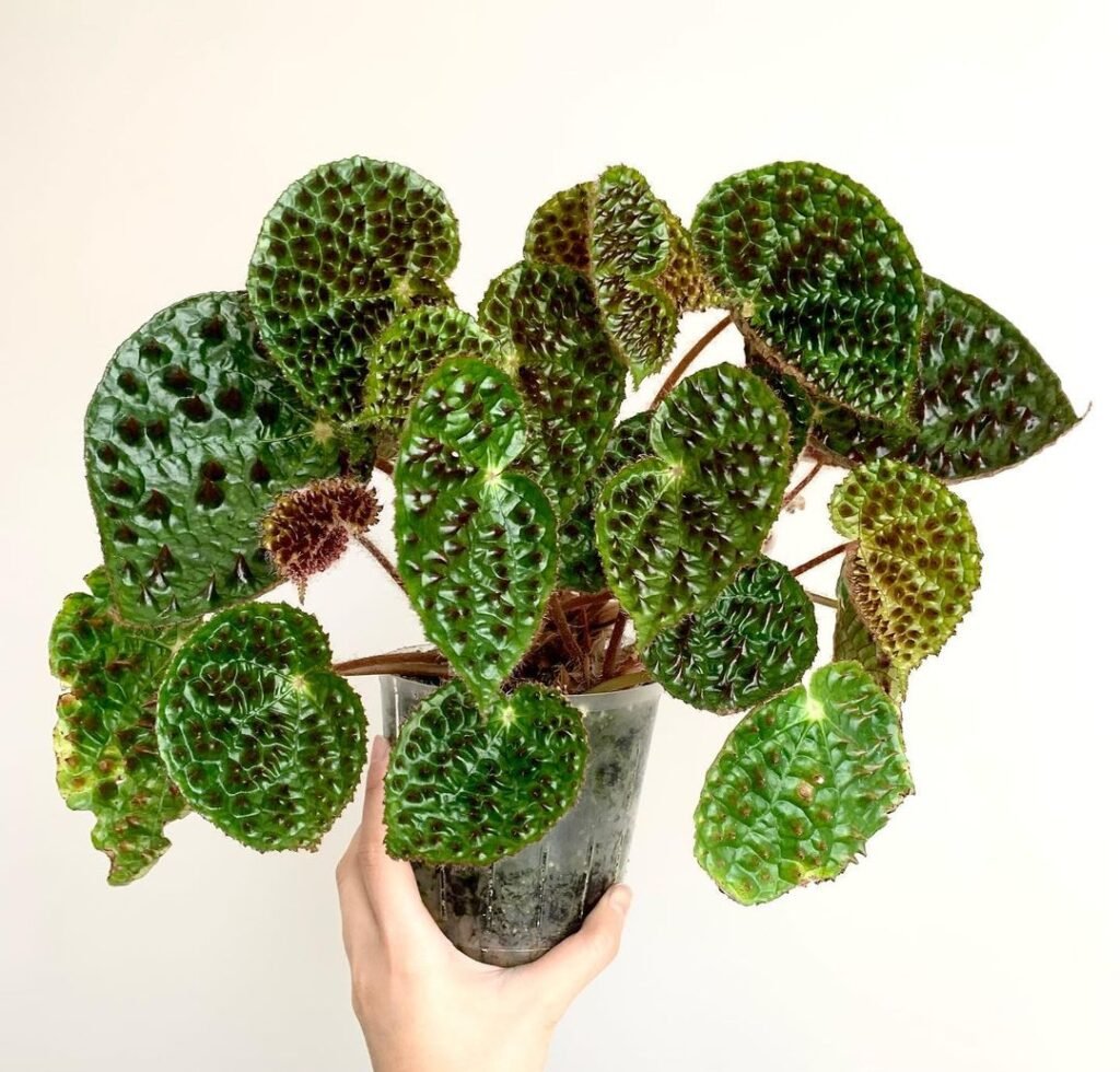 Begonia Ferox: Cultivating Its Unique Charm