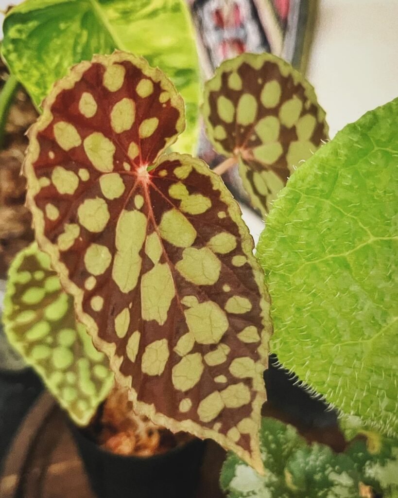 begonia chlorosticta