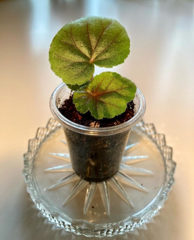 begonia thurstonii