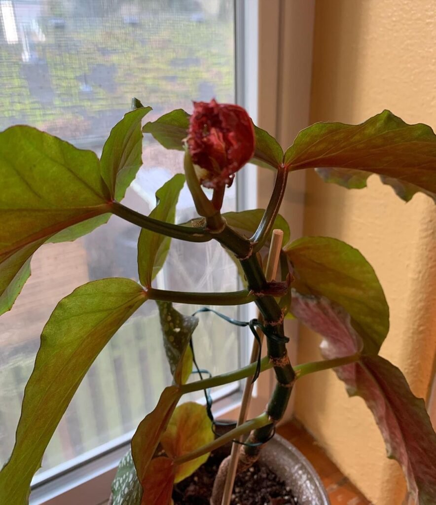 elephant ear begonia (Begonia scharffiana)
