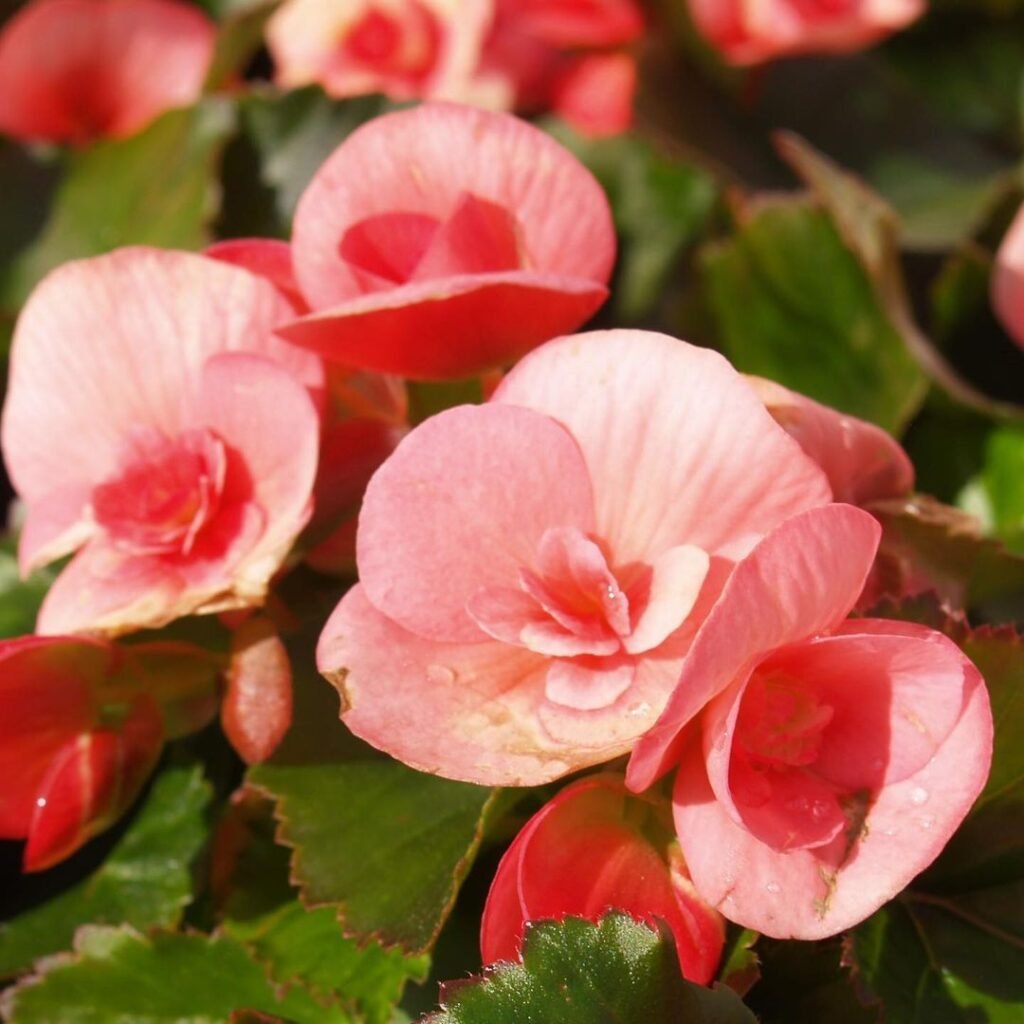 How To Grow Amstel Begonias 5 Pro Tips For Lush Blooms