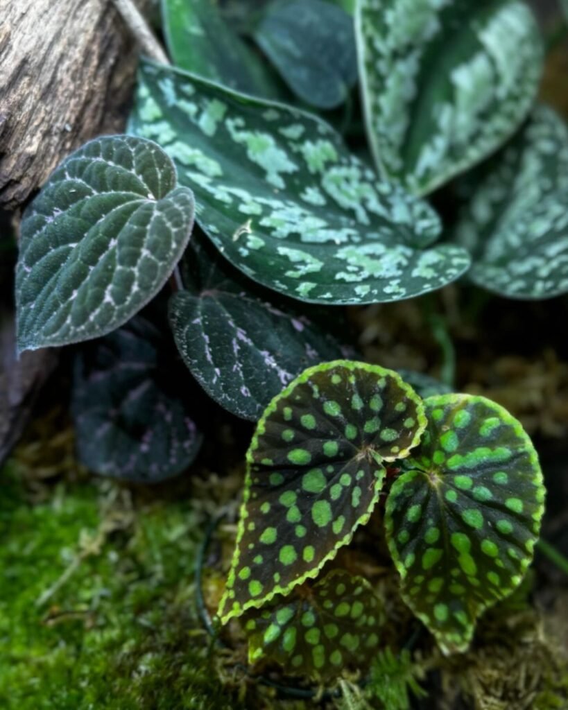 begonia chlorosticta