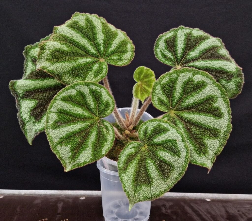 Begonia Variegata Care: Cultivating Beauty in Every Leaf