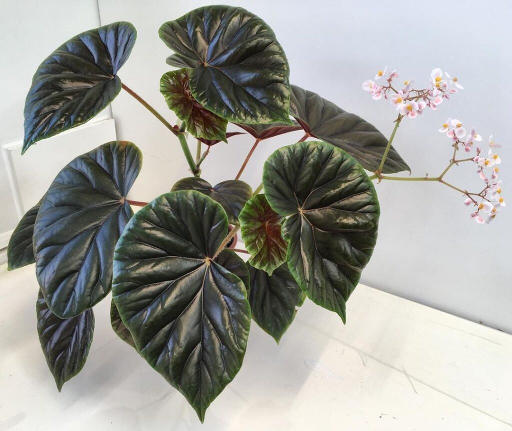 begonia thurstonii