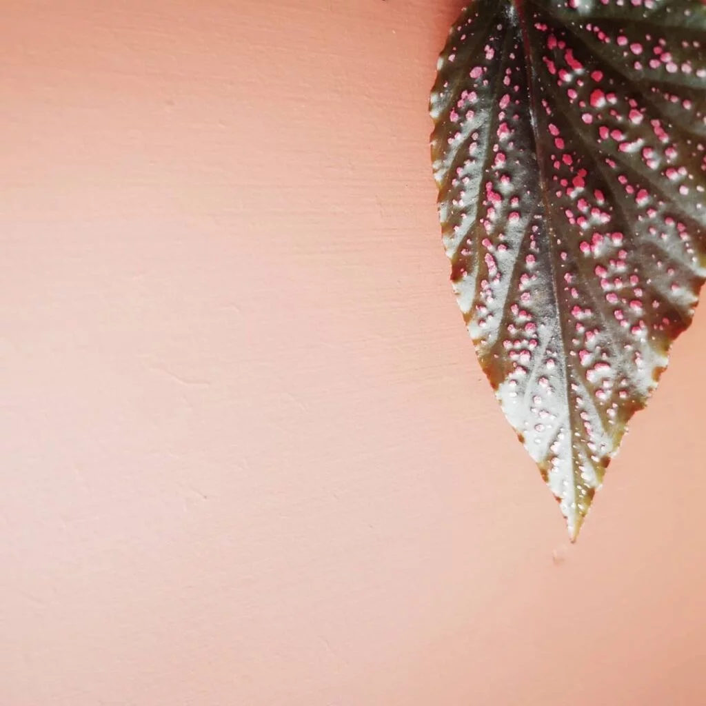 begonia benigo plant