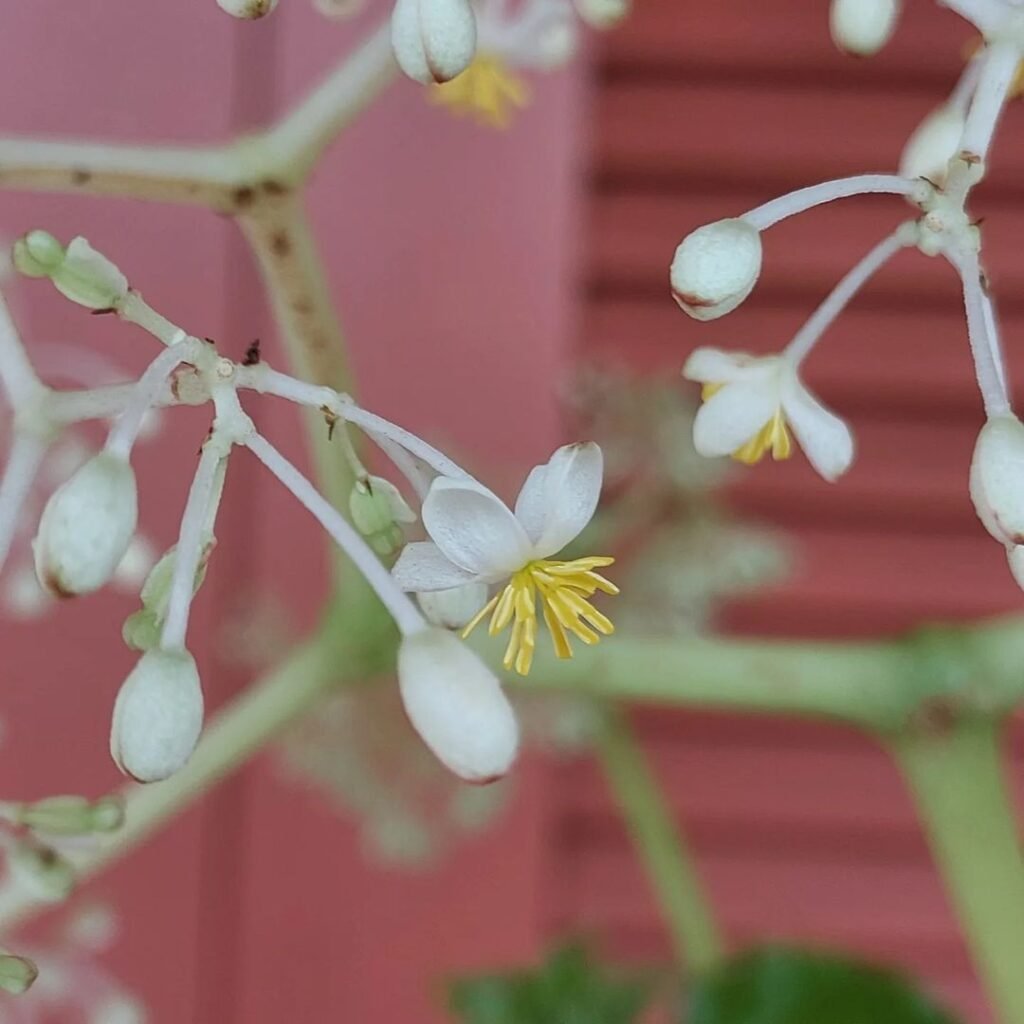 begonia convolvulacea plant