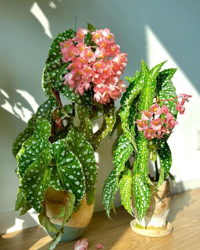 begonia flamingo queen