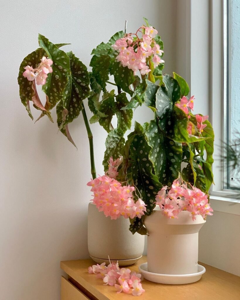 begonia flamingo queen