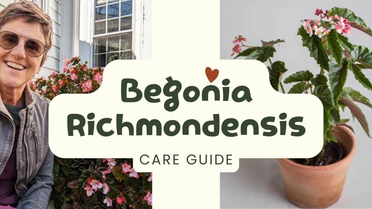 Grow Begonia Richmondensis: Quick Tips and Gorgeous Pics!