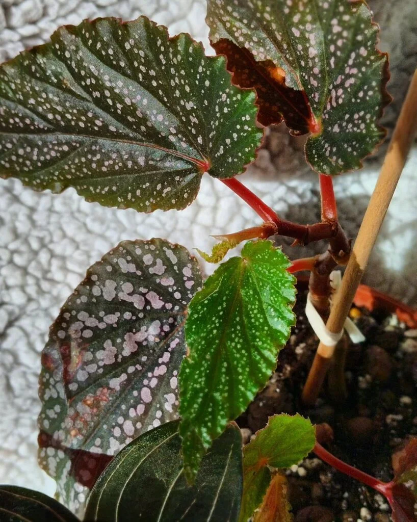 begonia benigo plant
