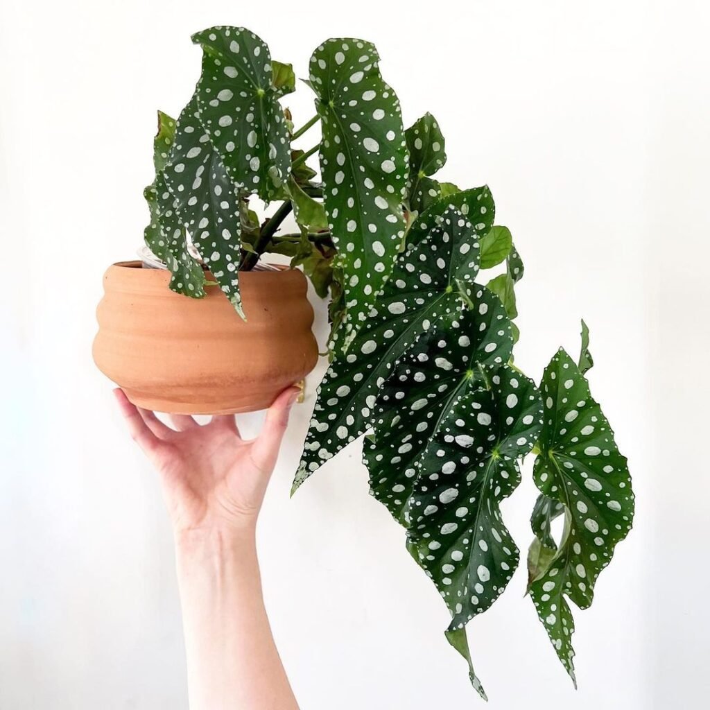 begonia flamingo queen