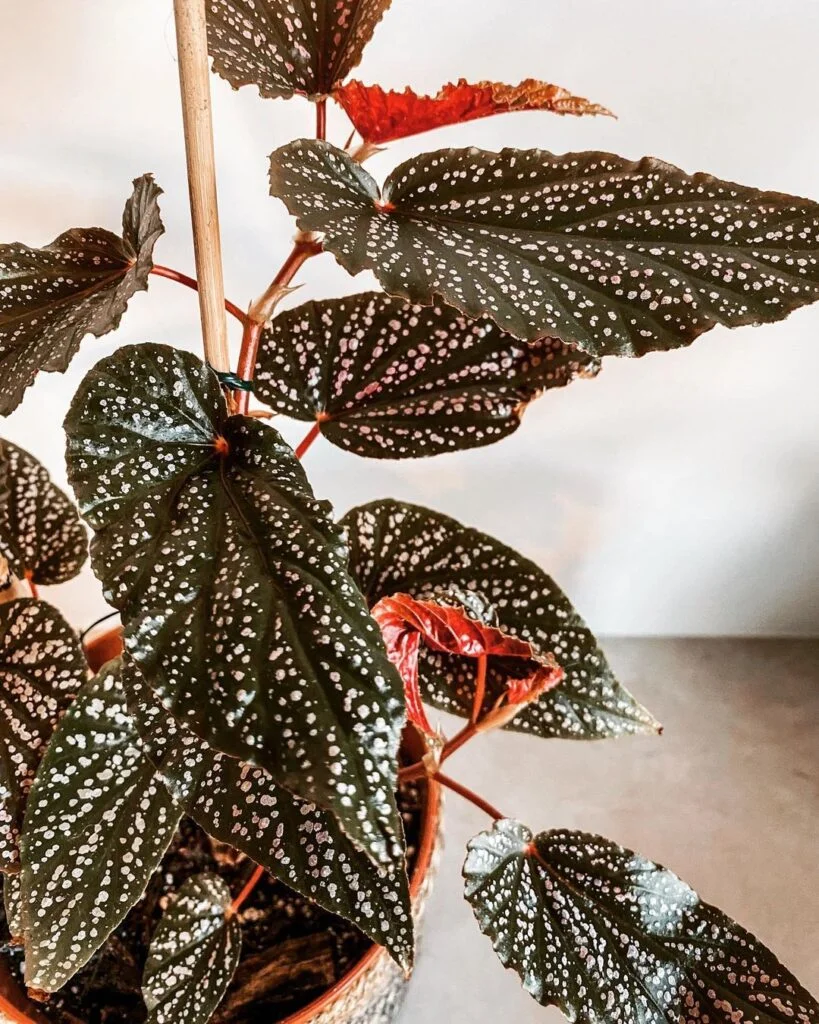 begonia benigo plant