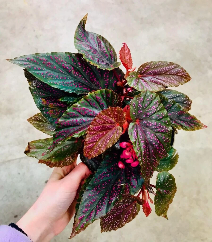 begonia benigo plant