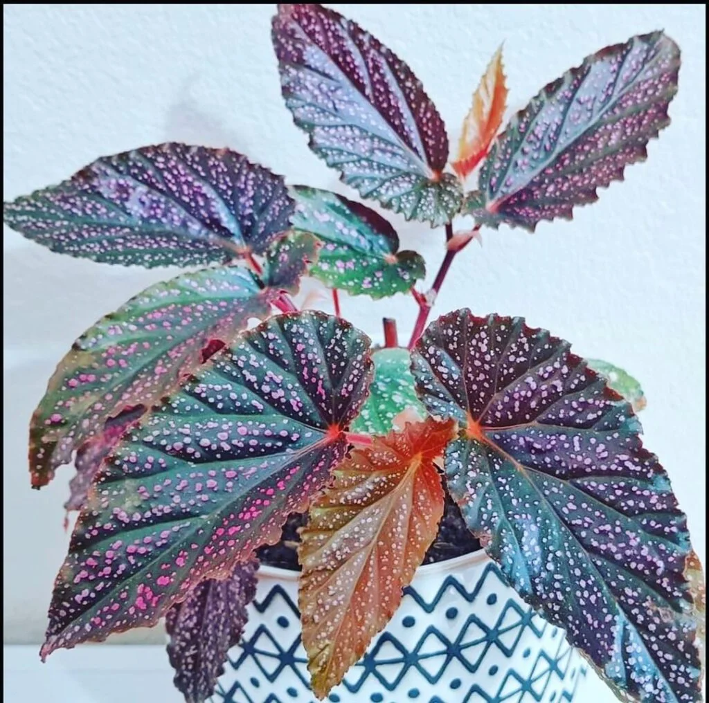 begonia benigo plant