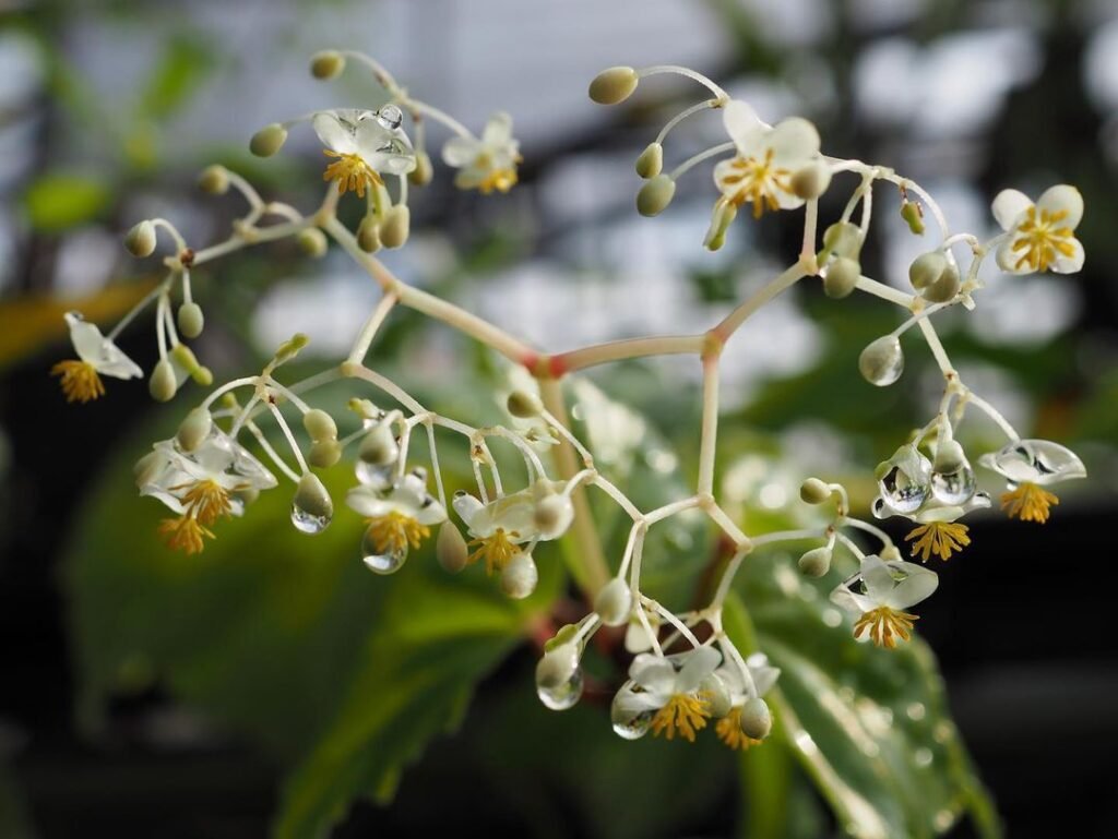 begonia convolvulacea plant