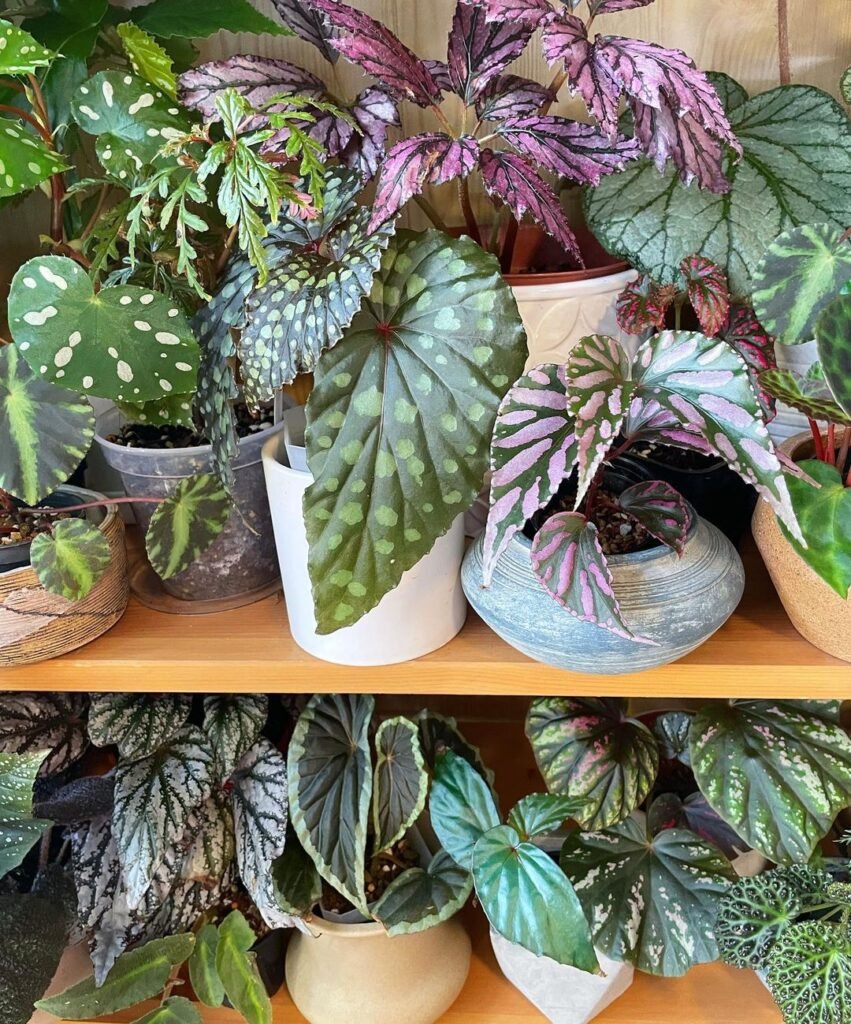 begonia julau plant