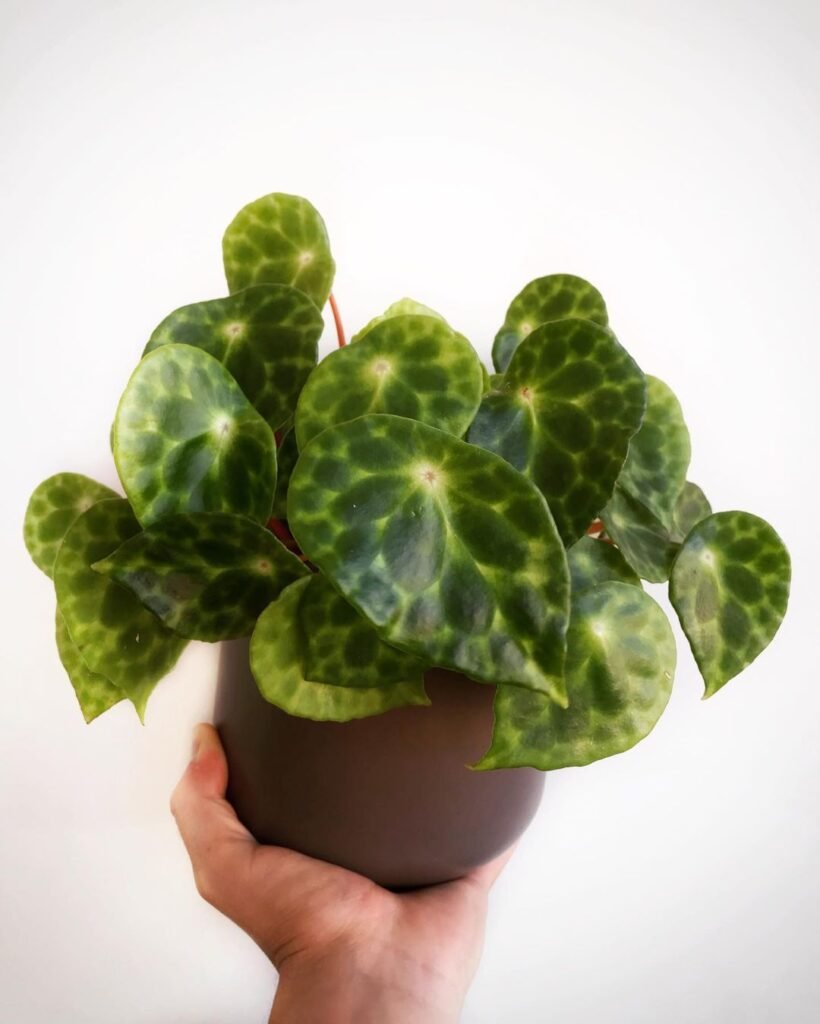 begonia kingiana plant