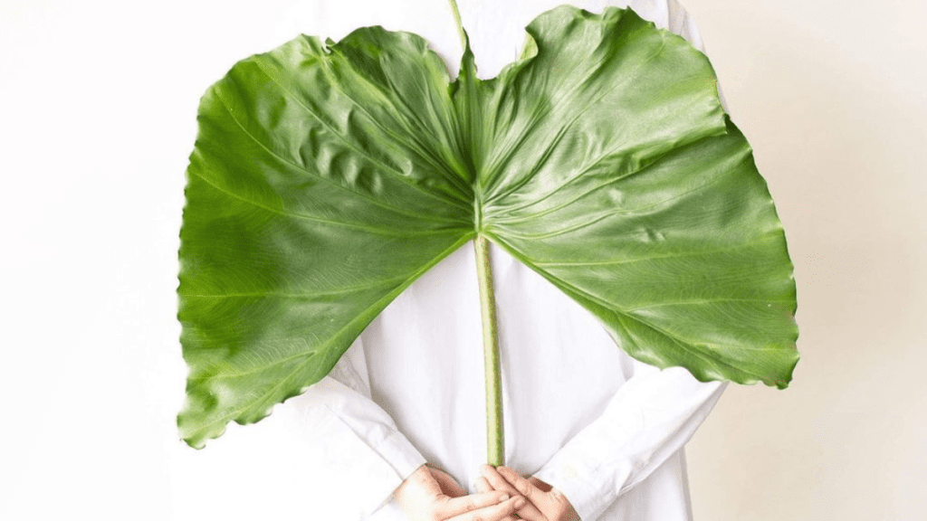 alocasia odora (night-scented lily, Asian taro) featured image