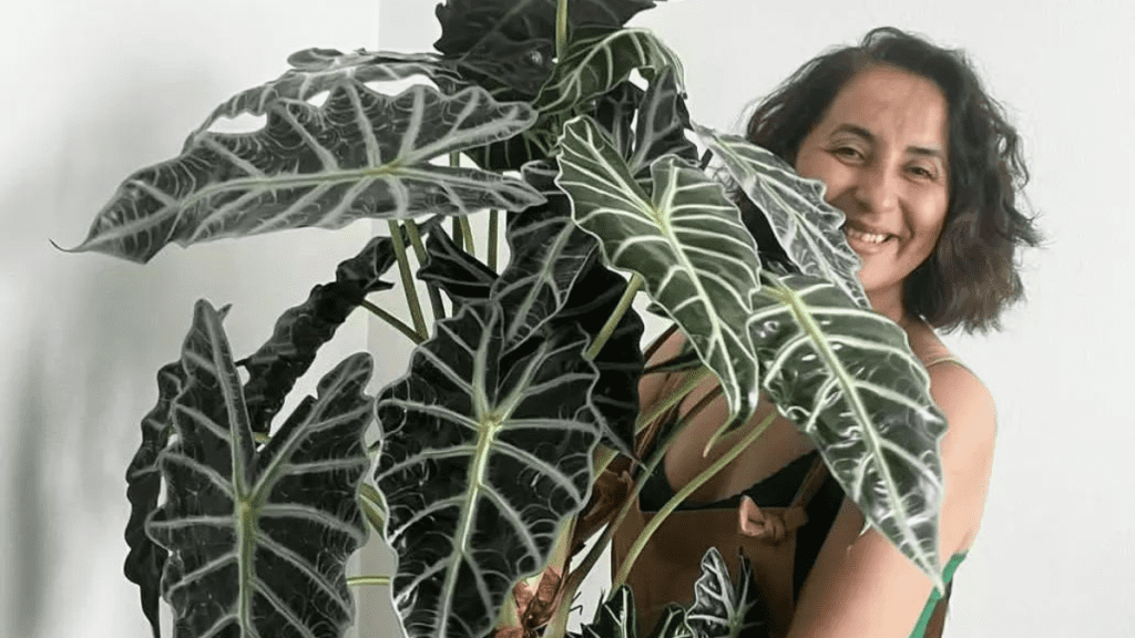 alocasia polly (Alocasia Amazonica or African Mask Plant) featured image