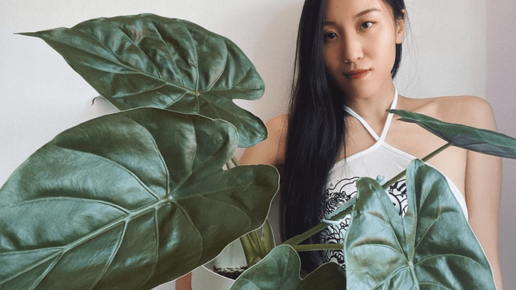 alocasia wentii (hardy elephant ear) featured image