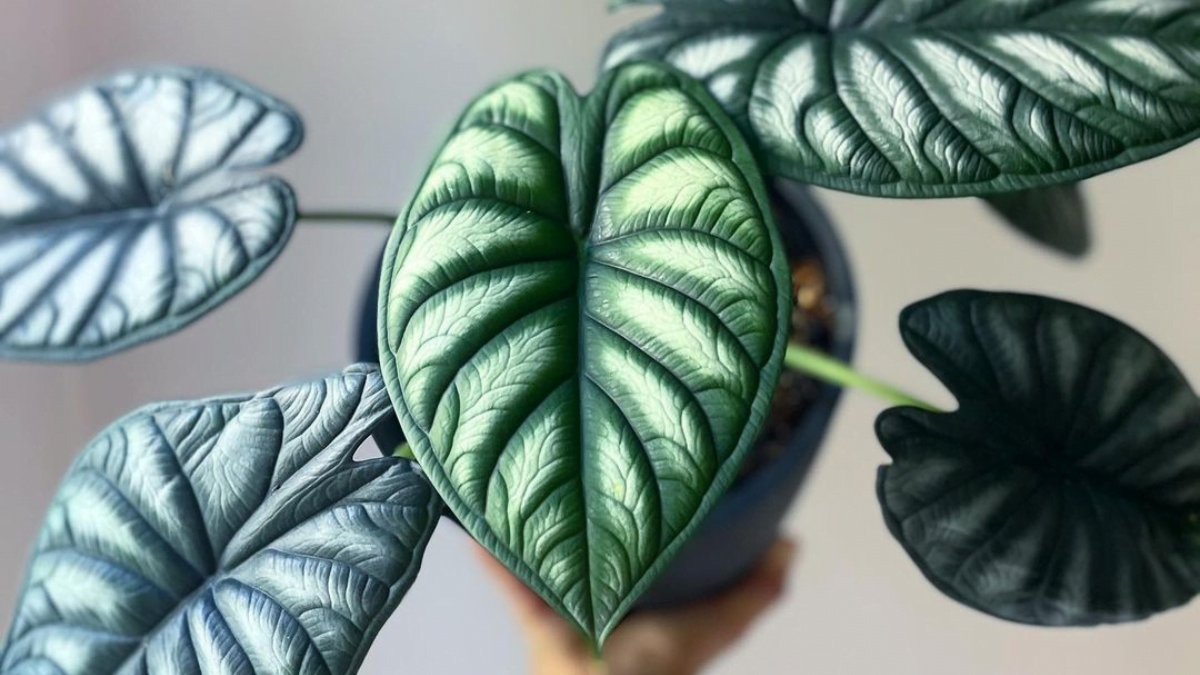 Growing Alocasia Dragon Scale? Follow my Easy Care Guide!