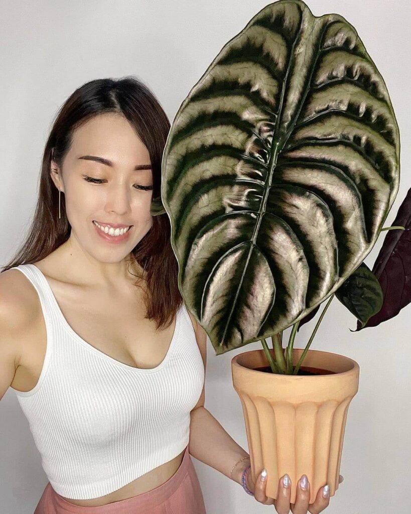 Alocasia Cuprea Guide: Dive into Exotic Plant Care with Pics