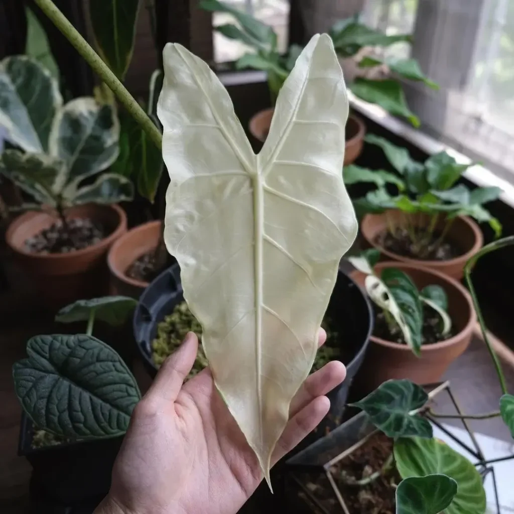 alocasia longiloba