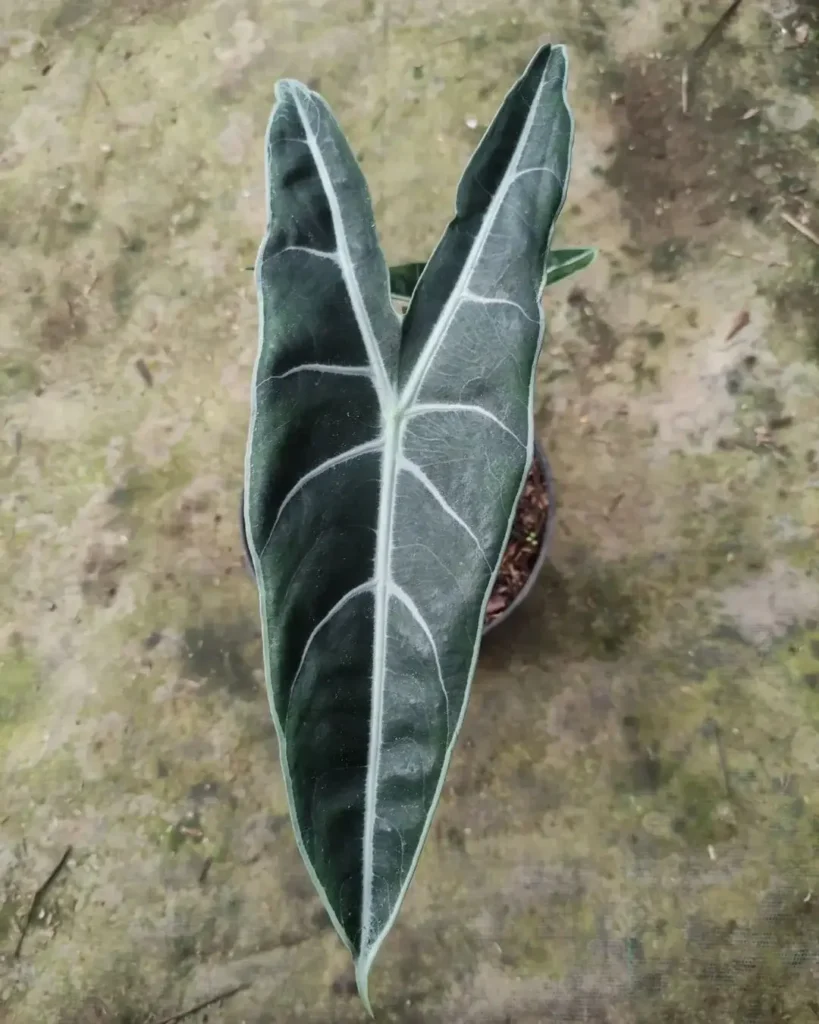 alocasia longiloba