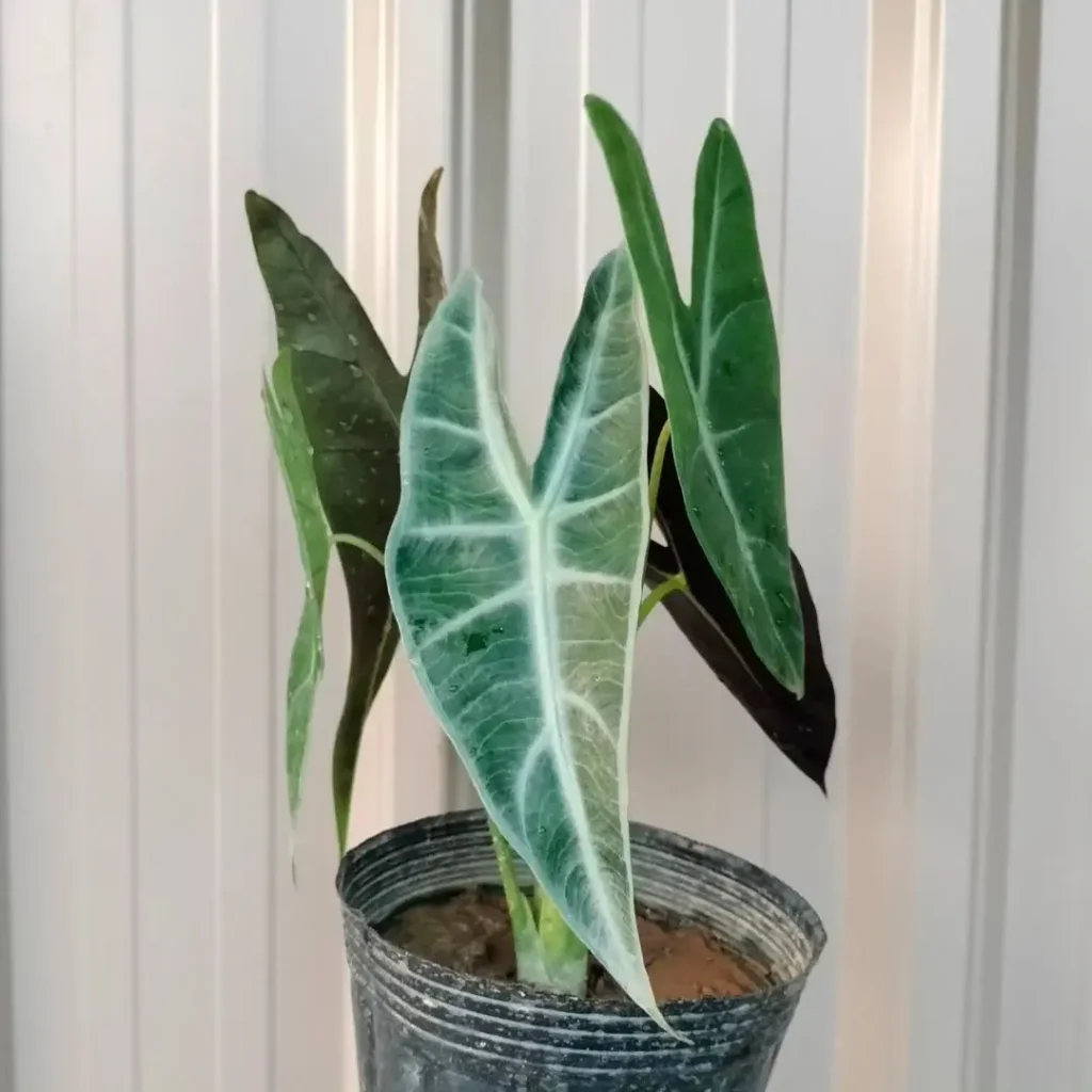 alocasia longiloba