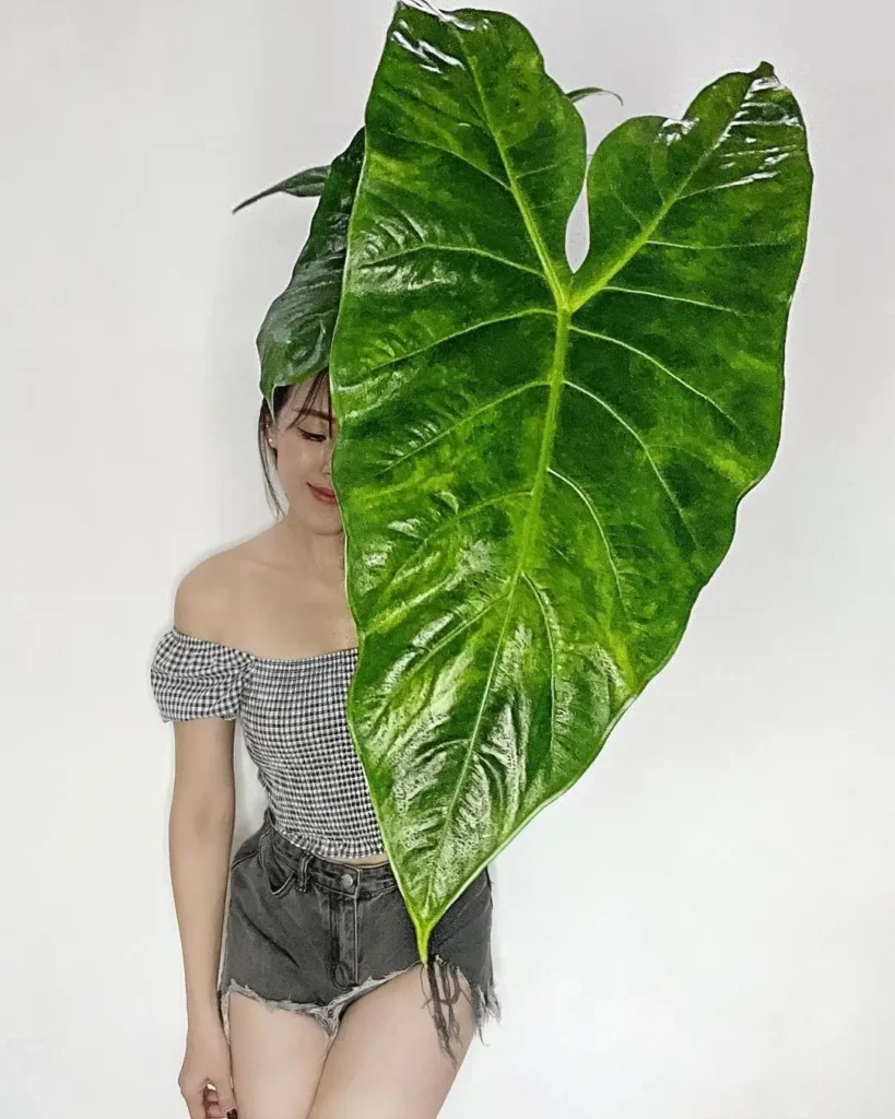 alocasia longiloba