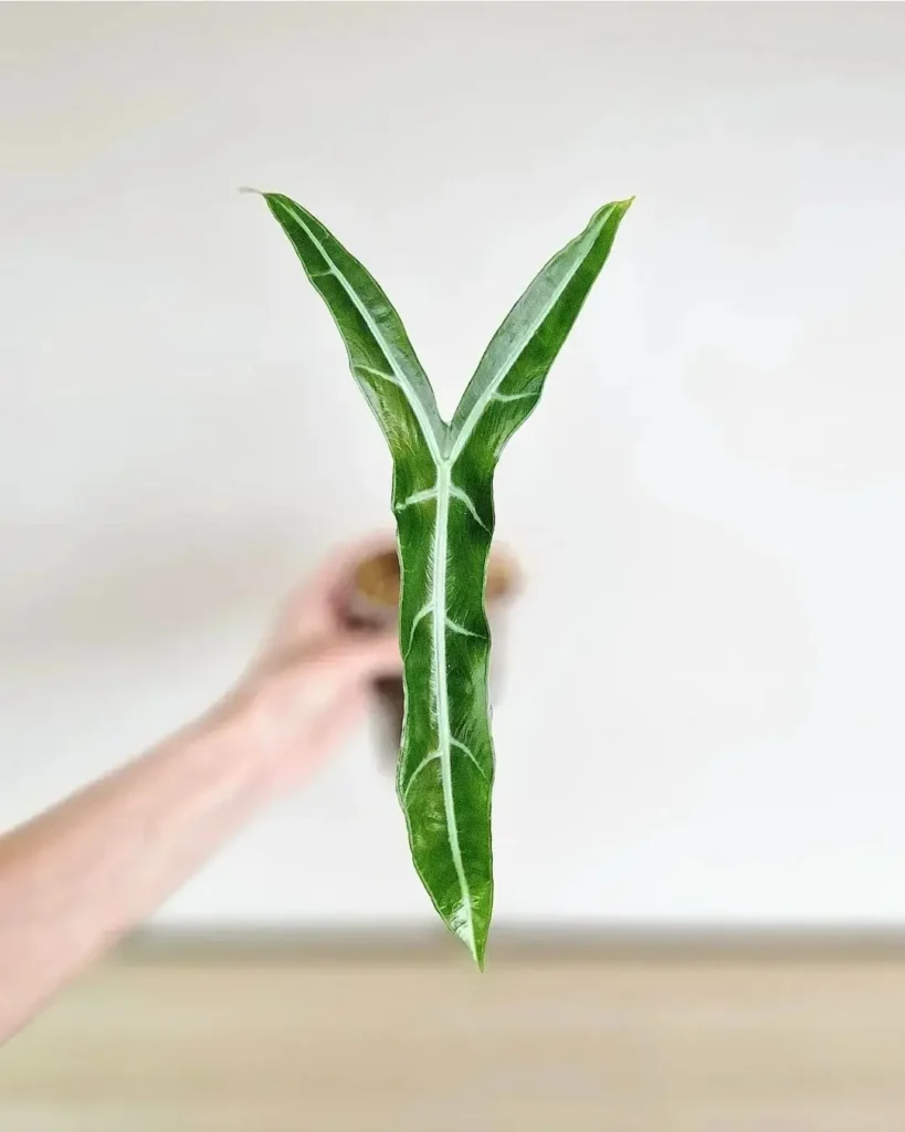 alocasia longiloba