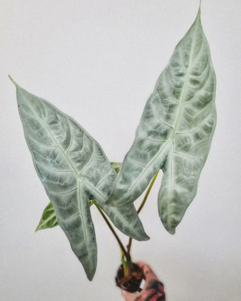 alocasia longiloba