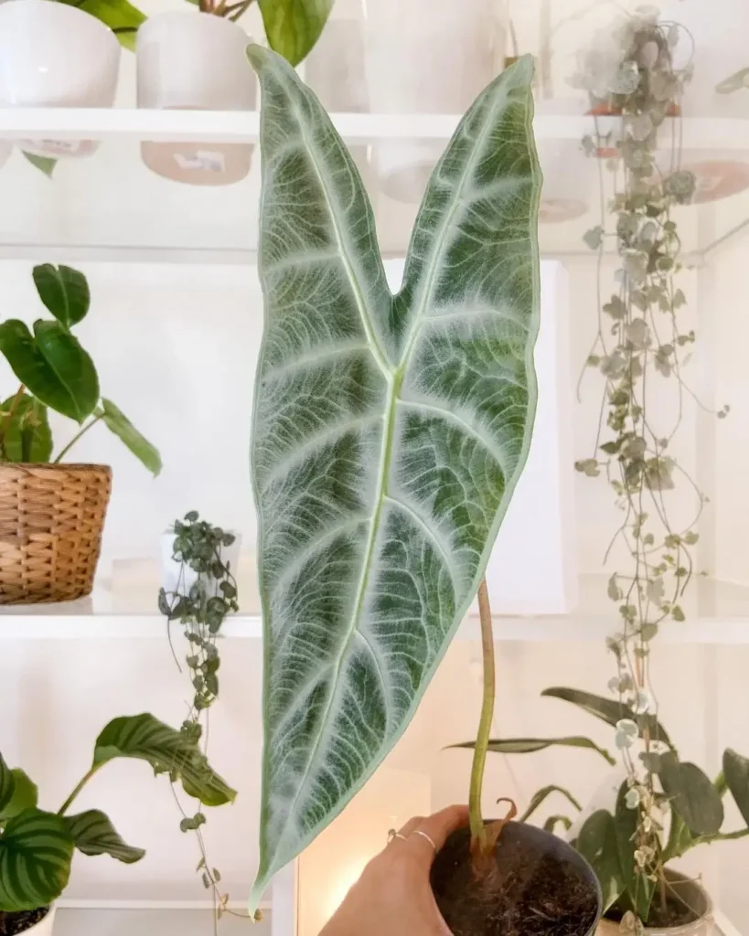 alocasia longiloba